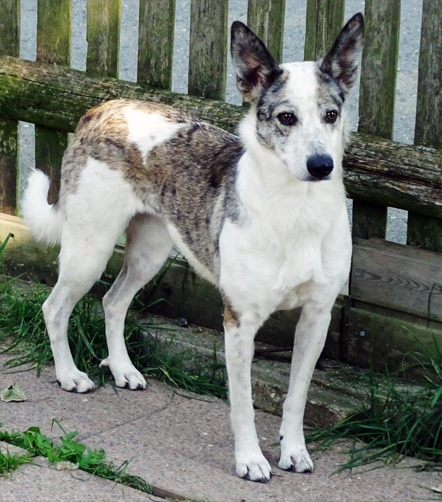 tierhilfe hoffnung hunde